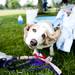 Basset Hound Brie dries off after taking a bath during the 3rd annual Dog Days of Summer on Saturday, July 27. Daniel Brenner I AnnArbor.com